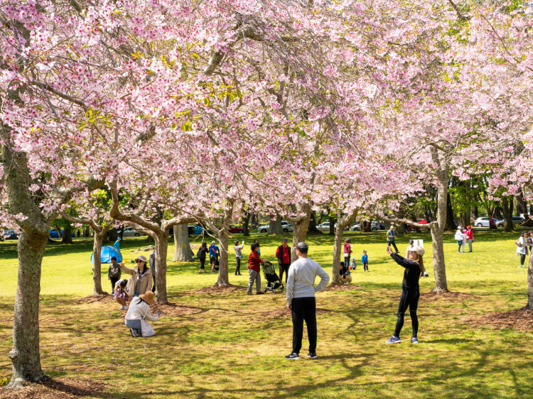 Cornwall park cherry blossoms - landscape | Credit: Ocean Mead
