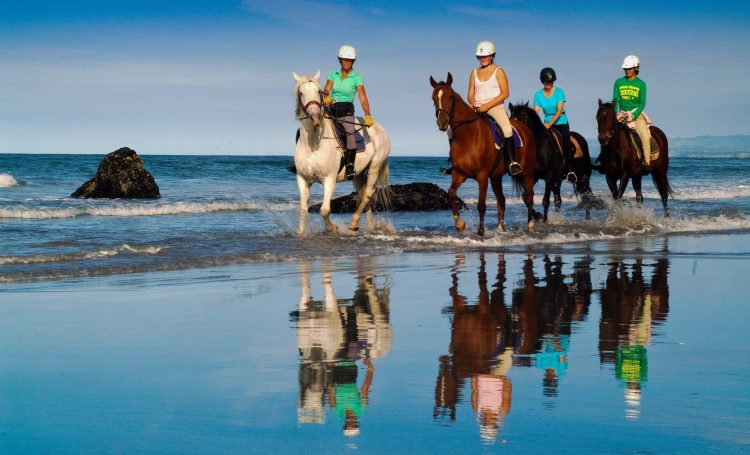 beach horse trek | Source: Bay of Plenty Brand Library