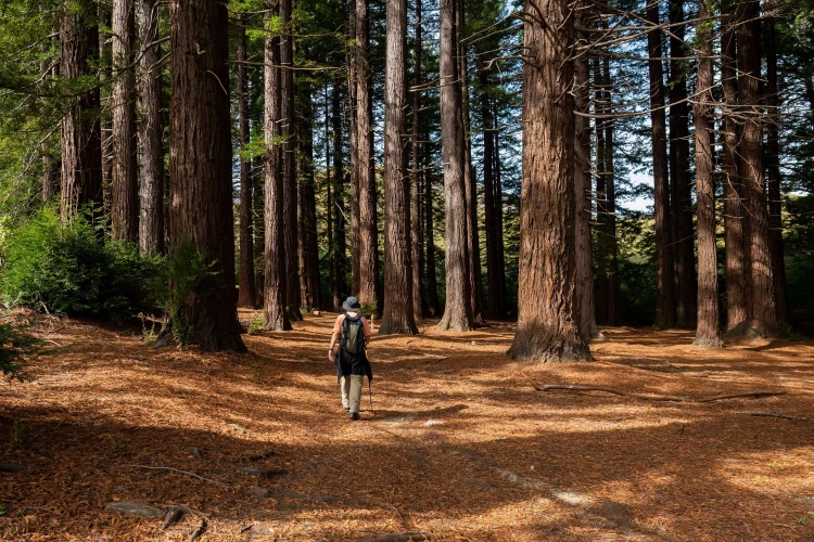 Walking in Redwoods (stock image, high res) 