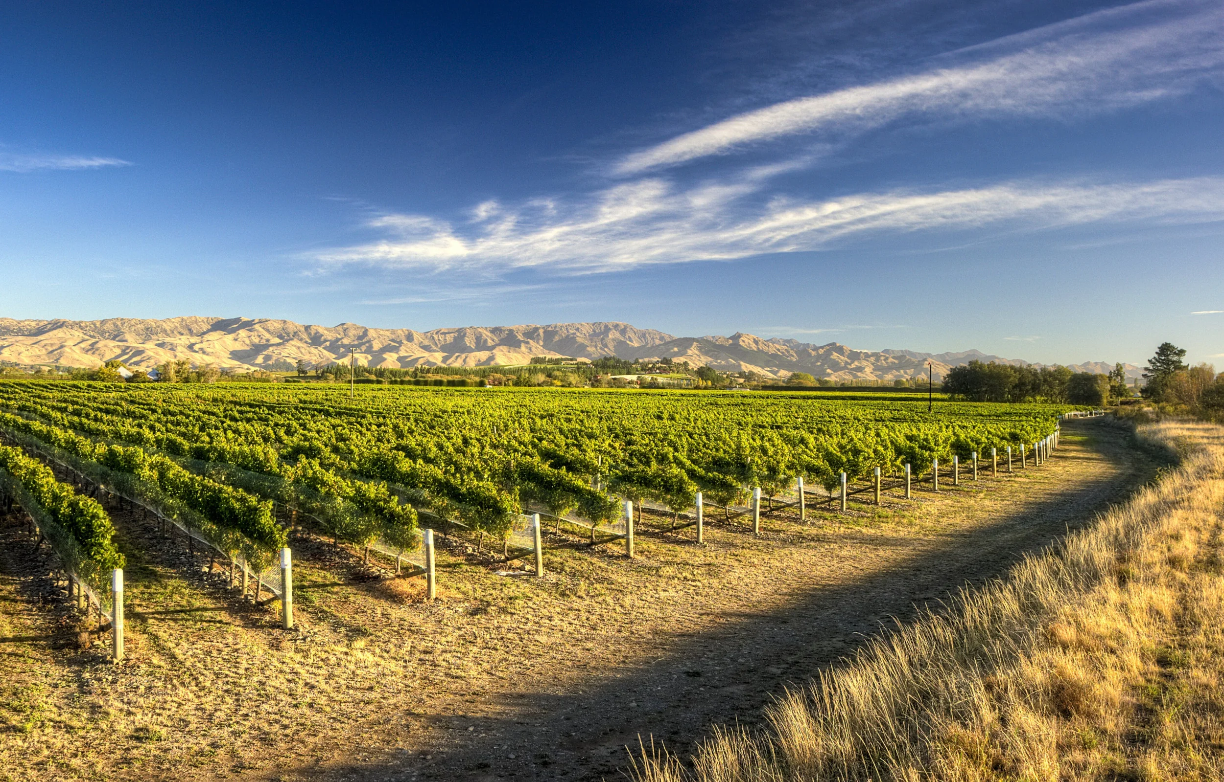 Giesen Wines vineyard