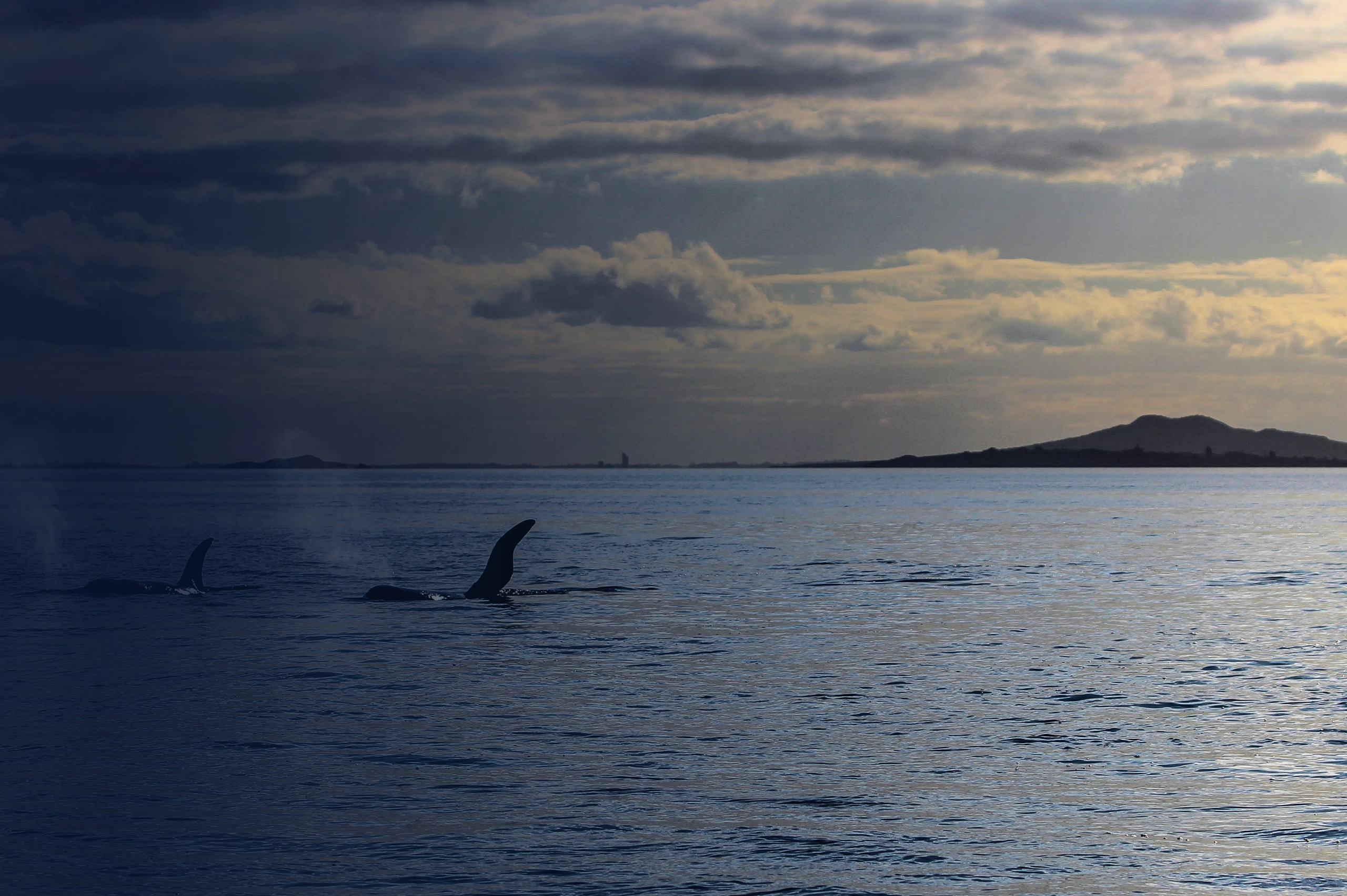 Auckland Harbour - Auckland Whale and Dolphin Safari