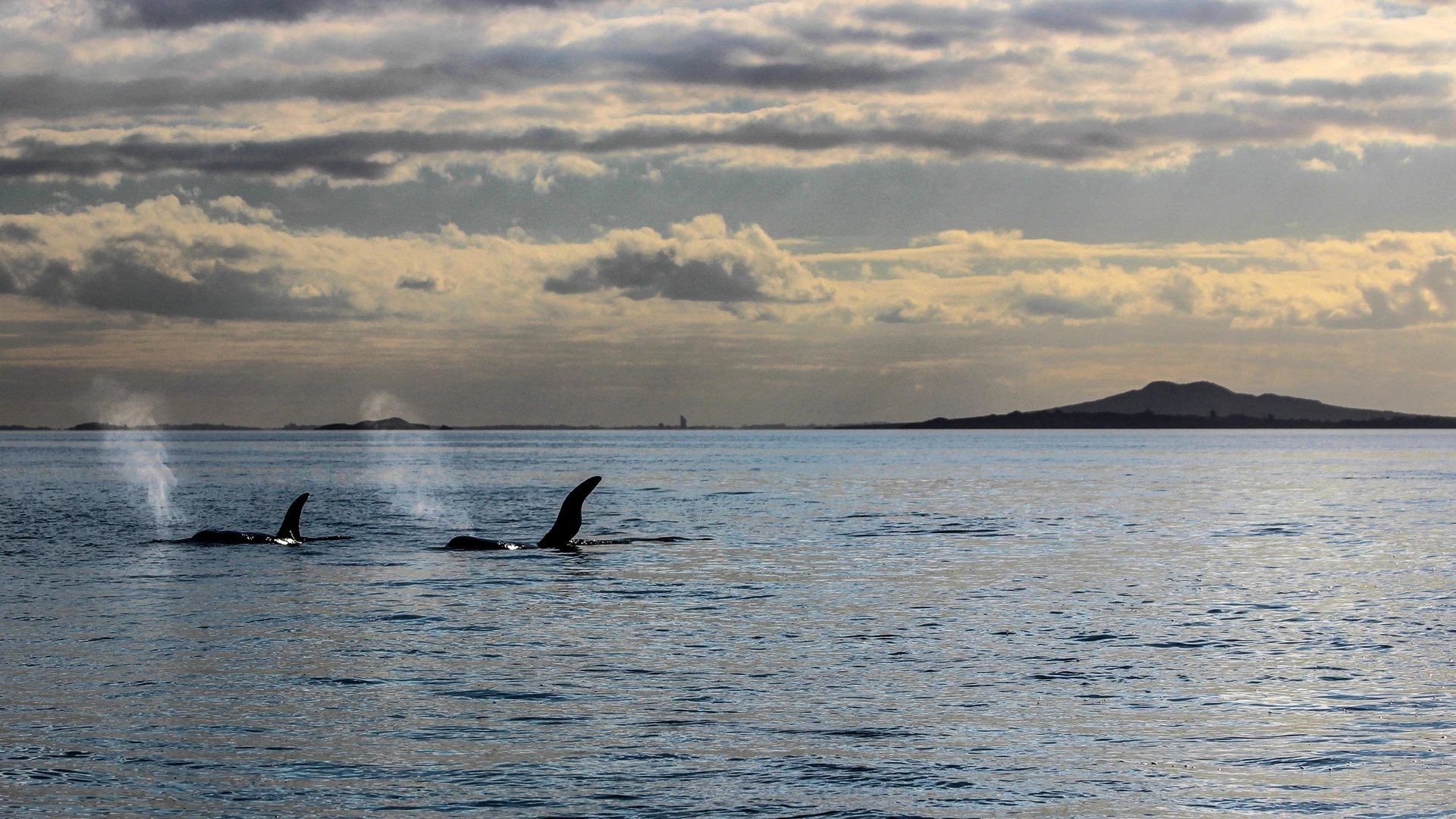 Auckland Harbour - Auckland Whale and Dolphin Safari