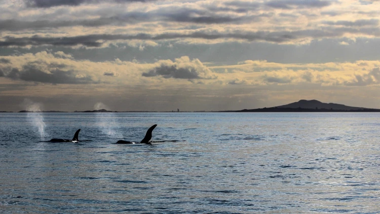 Auckland Harbour - Credit: Auckland Whale and Dolphin Safari