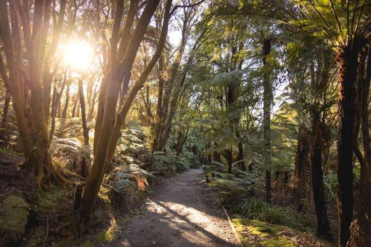 Rotorua Forest - Miles Holden