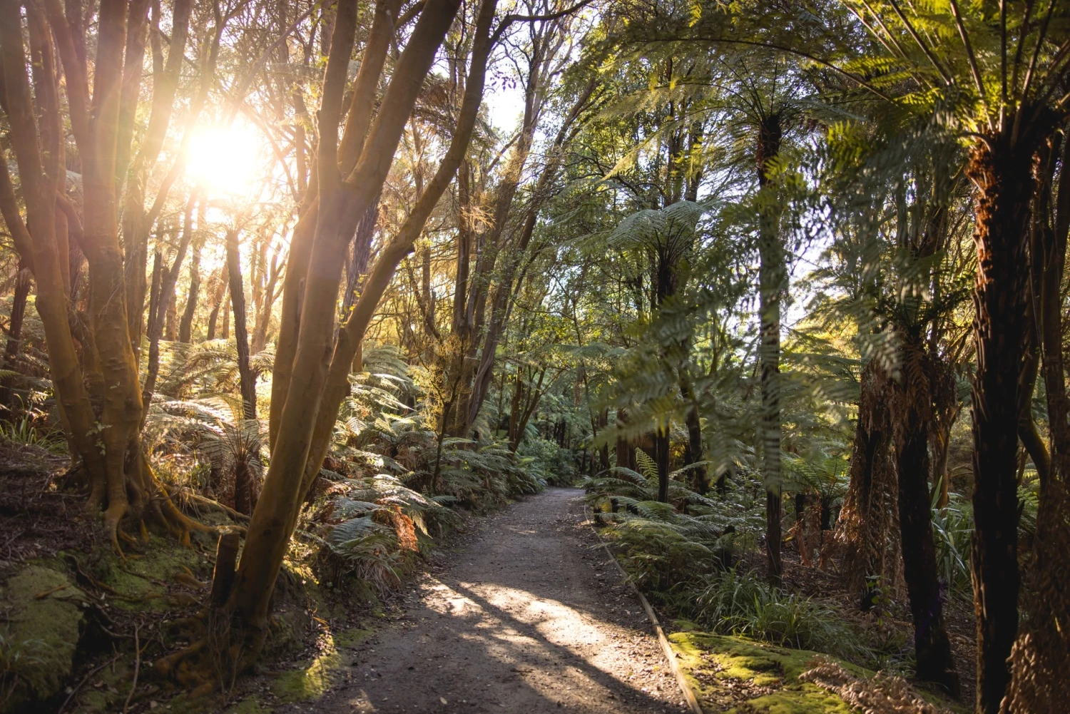 Rotorua Forest - Credit: Miles Holden