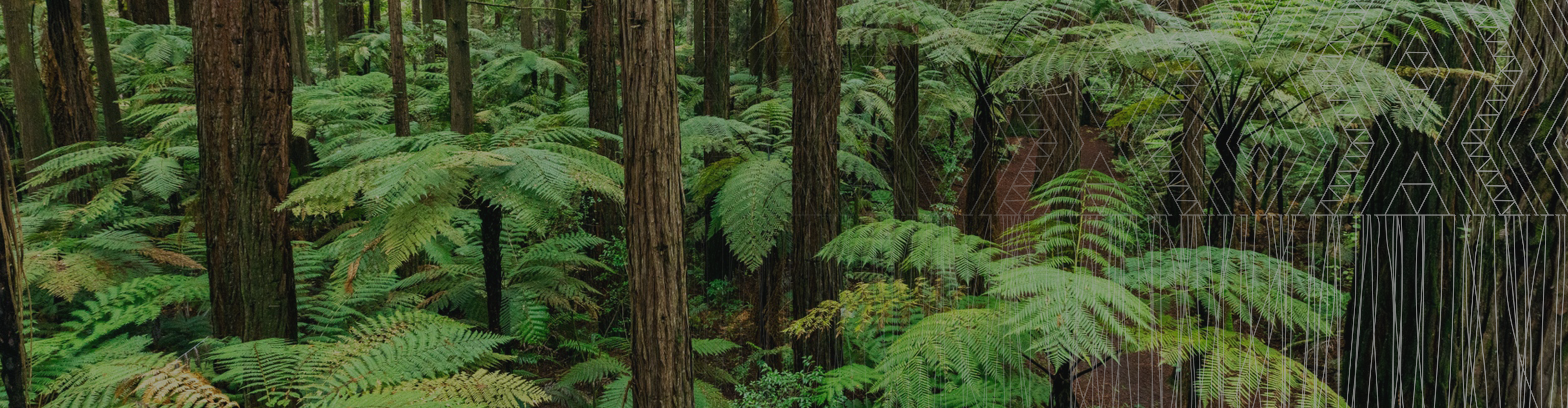 Rotorua Forest SMO Hero Banner